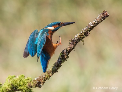 Kingfisher (Alcedo atthis) Graham Carey