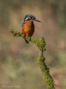 Kingfisher (Alcedo atthis) Graham Carey