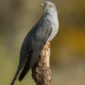 Cuckoo (Cuculus canorus) Graham Carey