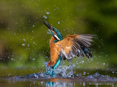 Kingfisher (Alcedo atthis) Graham Carey