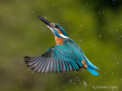 Kingfisher (Alcedo atthis) Graham Carey