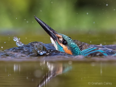 Kingfisher (Alcedo atthis) Graham Carey