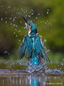 Kingfisher (Alcedo atthis) Graham Carey