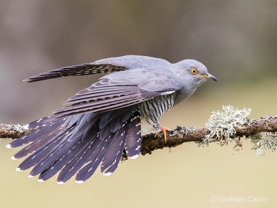 Cuckoo (Cuculus canorus) Graham Carey