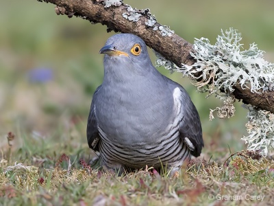 Cuckoo (Cuculus canorus) Graham Carey