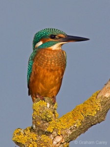 Kingfisher (Alcedo atthis) Graham Carey