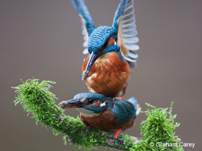 Kingfisher (Alcedo atthis) Graham Carey