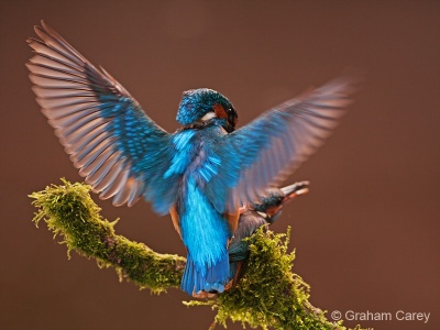 Kingfisher (Alcedo atthis) Graham Carey