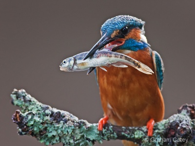 Kingfisher (Alcedo atthis) Graham Carey