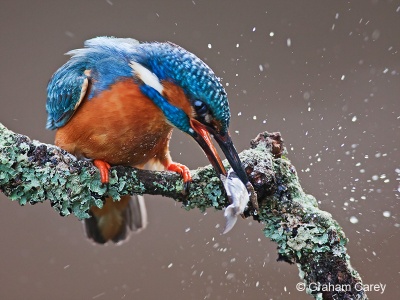Kingfisher (Alcedo atthis) Graham Carey