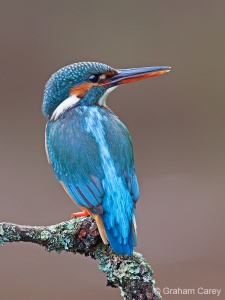Kingfisher (Alcedo atthis) Graham Carey
