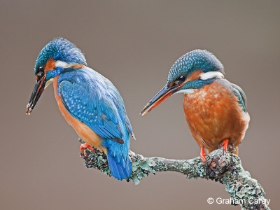 Kingfisher (Alcedo atthis) Graham Carey
