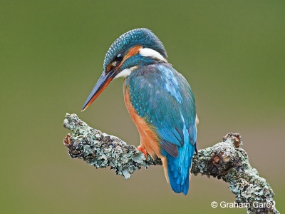 Kingfisher (Alcedo atthis) Graham Carey