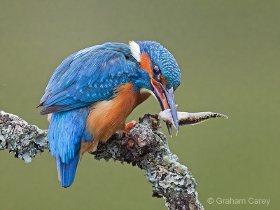 Kingfisher (Alcedo atthis) Graham Carey