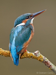 Kingfisher (Alcedo atthis) Graham Carey