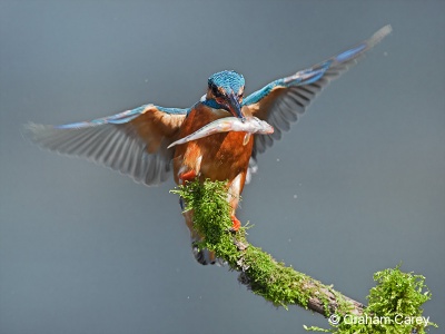 Kingfisher (Alcedo atthis) Graham Carey