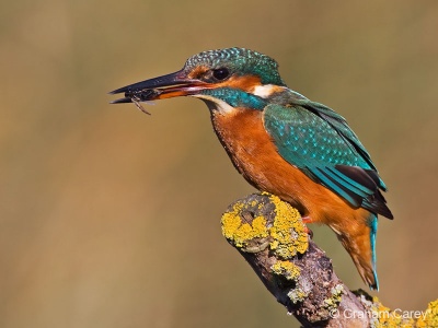 Kingfisher (Alcedo atthis) Graham Carey