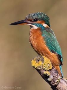 Kingfisher (Alcedo atthis) Graham Carey