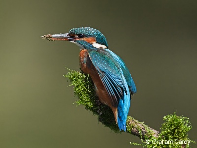 Kingfisher (Alcedo atthis) Graham Carey