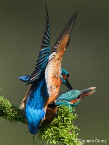 Kingfisher (Alcedo atthis) Graham Carey