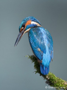 Kingfisher (Alcedo atthis) Graham Carey