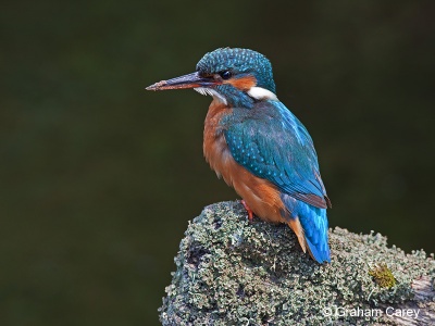 Kingfisher (Alcedo atthis) Graham Carey