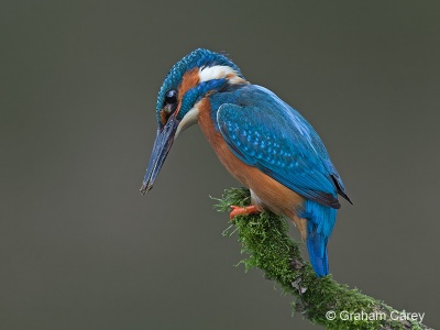 Kingfisher (Alcedo atthis) Graham Carey
