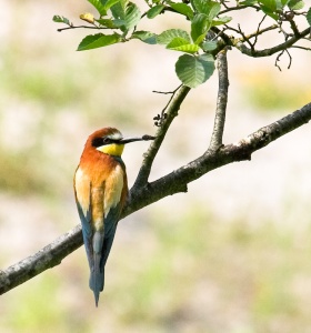 Bee-eater (Merops apiaster) Mark Elvin