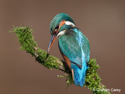 Kingfisher (Alcedo atthis) Graham Carey
