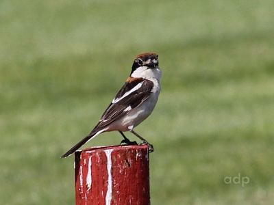 Woodchat Shrike female (Lanius senator) Alan Prowse