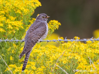 Cuckoo (Cuculus canorus) Graham Carey