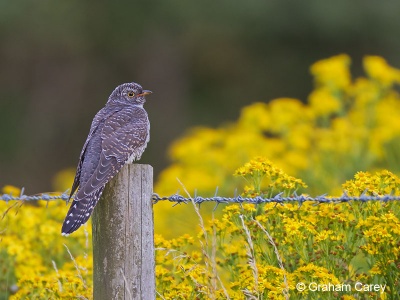 Cuckoo (Cuculus canorus) Graham Carey