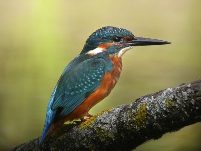 Kingfisher (Alcedo atthis) Mark Elvin