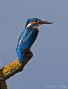 Kingfisher (Alcedo atthis) Graham Carey