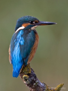 Kingfisher (Alcedo atthis) Graham Carey