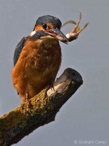 Kingfisher (Alcedo atthis) Graham Carey