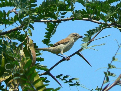 Red-backed Shrike (Lanius collurio) adult female Alan Prowse