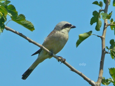 Red-backed Shrike (Lanius collurio) adult male,  Alan Prowse