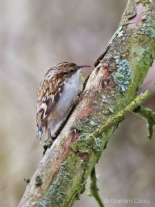 Treecreeper (Certhia familiaris) Graham Carey