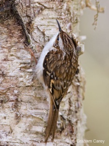 Treecreeper (Certhia familiaris) Graham Carey