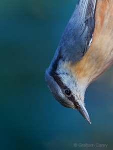 Nuthatch (Sitta europaea) Graham Carey