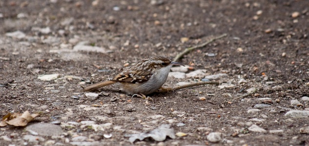 Short toed treecreeper (certhia brachydactyla) Mark Elvin