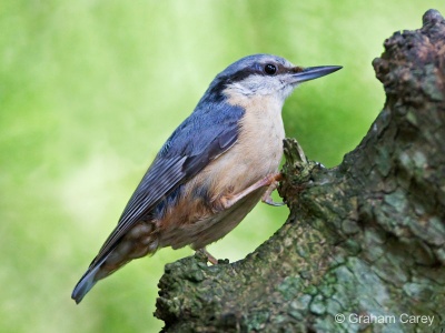 Nuthatch (Sitta europaea) Graham Carey