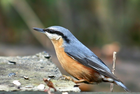 Nuthatch (Sitta europaea) Mark Elvin