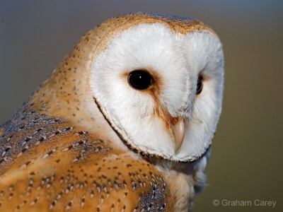 Barn Owl (Tyto alba) Graham Carey