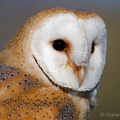 Barn Owl (Tyto alba) Graham Carey