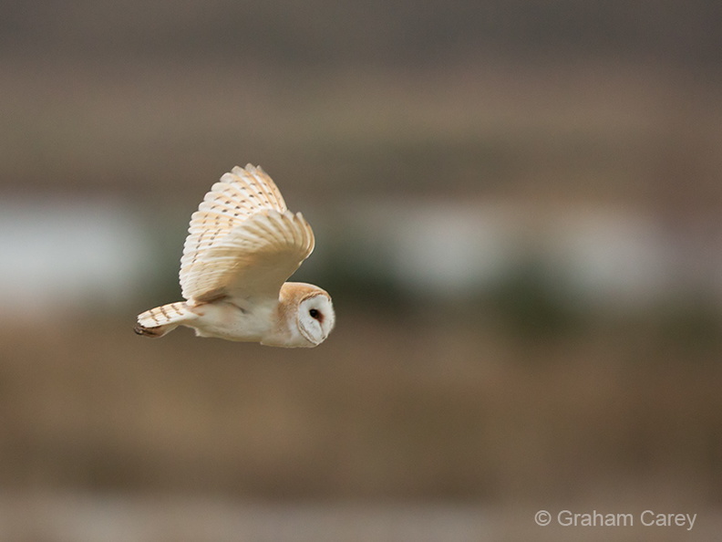 Barn Owl (Tyto alba) Graham Carey - 5D3_2356m4.jpg 5D3_2356m4.jpg