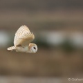 Barn Owl (Tyto alba) Graham Carey