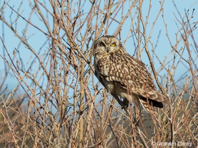 Short-eared Owl (Asio flammeus) Graham Carey