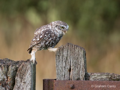 Little Owl (Athene noctua) Graham Carey